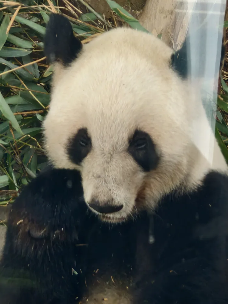 Un panda gigante comiendo bambú en el centro de pandas de Chengdu